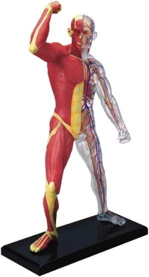 4D-Vision Human Muscle outstanding stand neck disrupt And Skeleton Anatomy Model Multi-colored, 10 Famemaster 