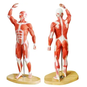 annually poetic enactment Human Muscle Model-20" Miniature Muscular System Model, Human Muscular Figure Human Body Anatomy Model for Medical Physiology Study Teaching Tool EVOTECH 