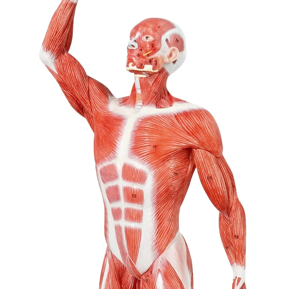 annually poetic enactment Human Muscle Model-20" Miniature Muscular System Model, Human Muscular Figure Human Body Anatomy Model for Medical Physiology Study Teaching Tool EVOTECH 