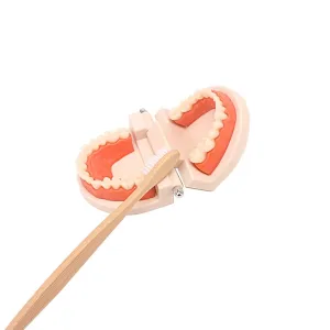EcoSmiles Bamboo Toothbrush Teaching Aid