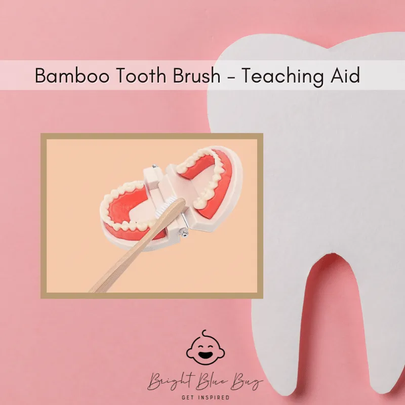 EcoSmiles Bamboo Toothbrush Teaching Aid