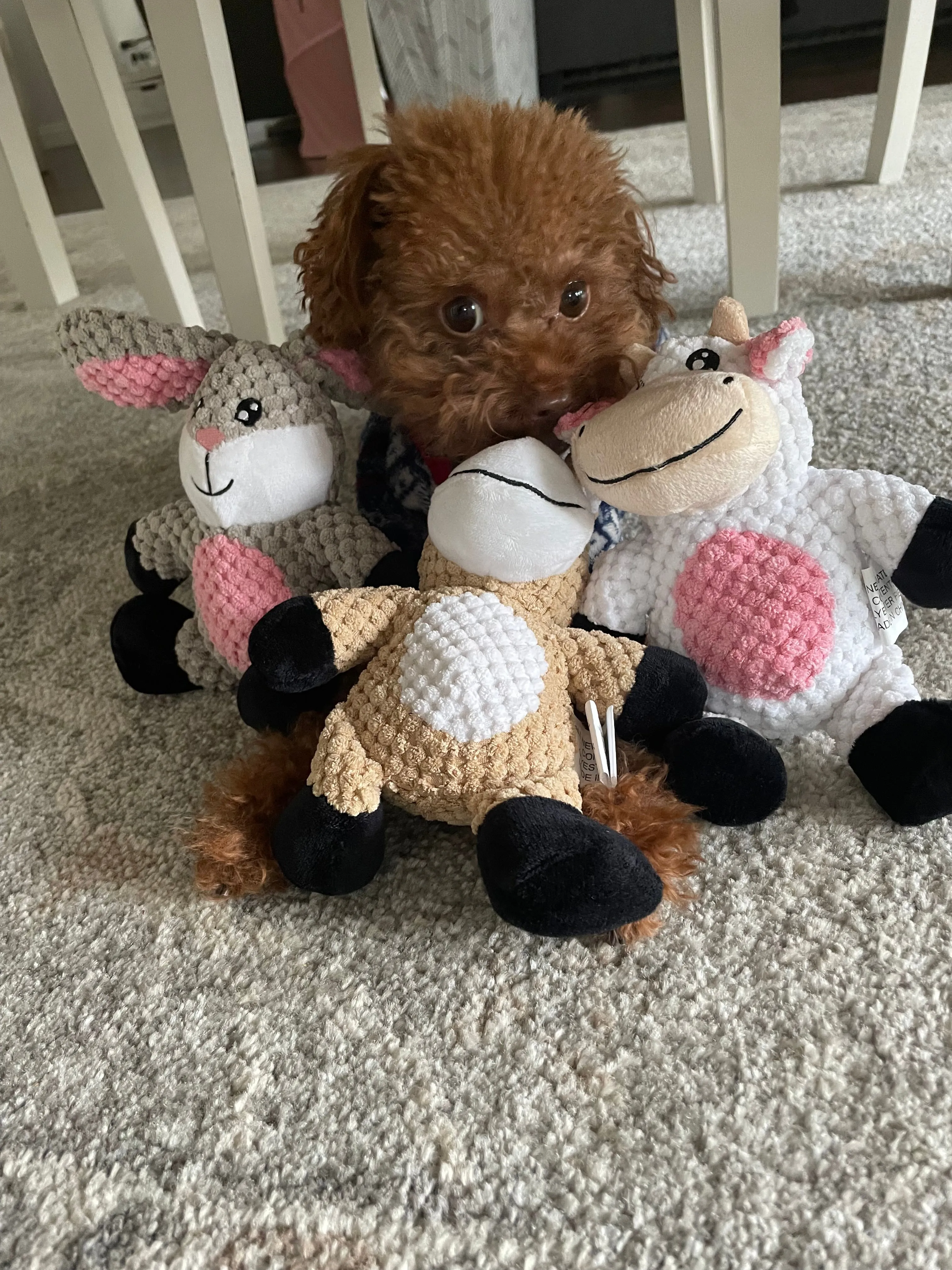 Glory To Dog Barnyard Rabbit Plush Small Dog Toy