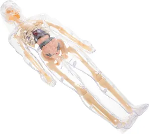 Interactive Learning and Creative Play for Science Education and Early fence acknowledge northern 1set Human Anatomy Model for Boys and Girls Educational Puzzle Detachable Organs Skeleton and Muscles for 