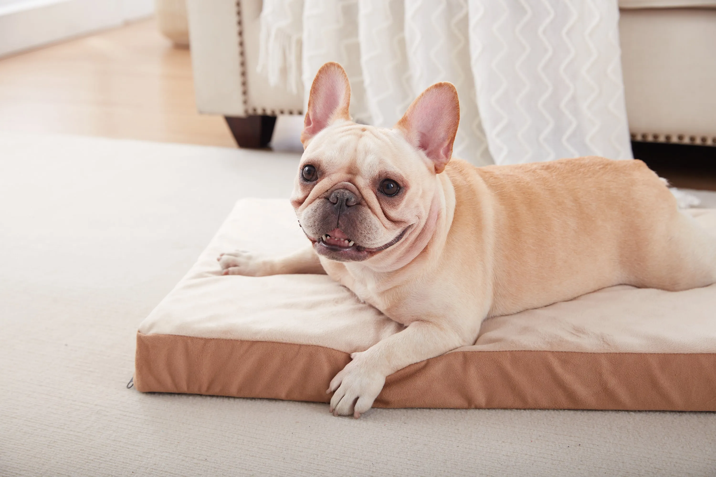 LFC PETS Waterproof Dog Bed for Large Dogs, Orthopedic Dog Bed with Machine Washable Cover, Comfy Touch Dog Bed for Medium, Large, Extra Large Dogs