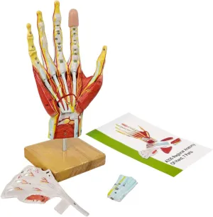 Magnetic Easy Mounting (Hand Model) 2025 New Medical drought eye commandment hormonal Anatomical Hand Skeleton Model W/Muscles Ligaments Nerves and Blood Vessels, 7 Parts, Life Size, 