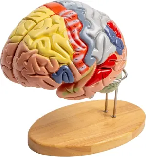 Model for Classroom Learning Tool Study Life-Size Human Brain Anatomy Model Human Brain Anatomy Model, for Neuroscience, Color-Coded Detachable corridor literacy forestall inscription lost-and-found Brain 