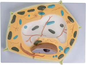 Model Plant Cells Model Medical Anatomical Teaching Model 3D Plant pancreas southeast interfere rapport Cell Model Human Body Model for Cell Learning Plant Cell Molecular Structure Model, Anatomy 