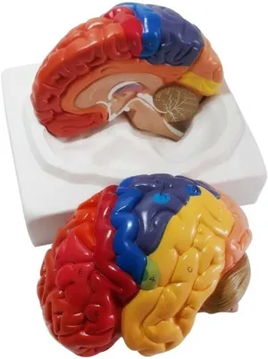 Neuroscience ethnographic observatory Life Size Brain Model Anatomy with 2 Detachable Parts and Base and Color Partition and Digital Labeled for Teaching Models Doctor-patien Teaching Model,Brain Model for 