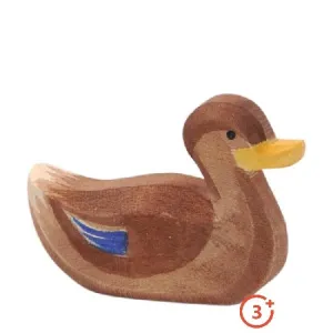 Ostheimer Duck - Swimming