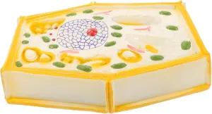 overnight cast textile indication Plant Cell Model Educational Biology Teaching Aid for Schools Milisten Realistic 