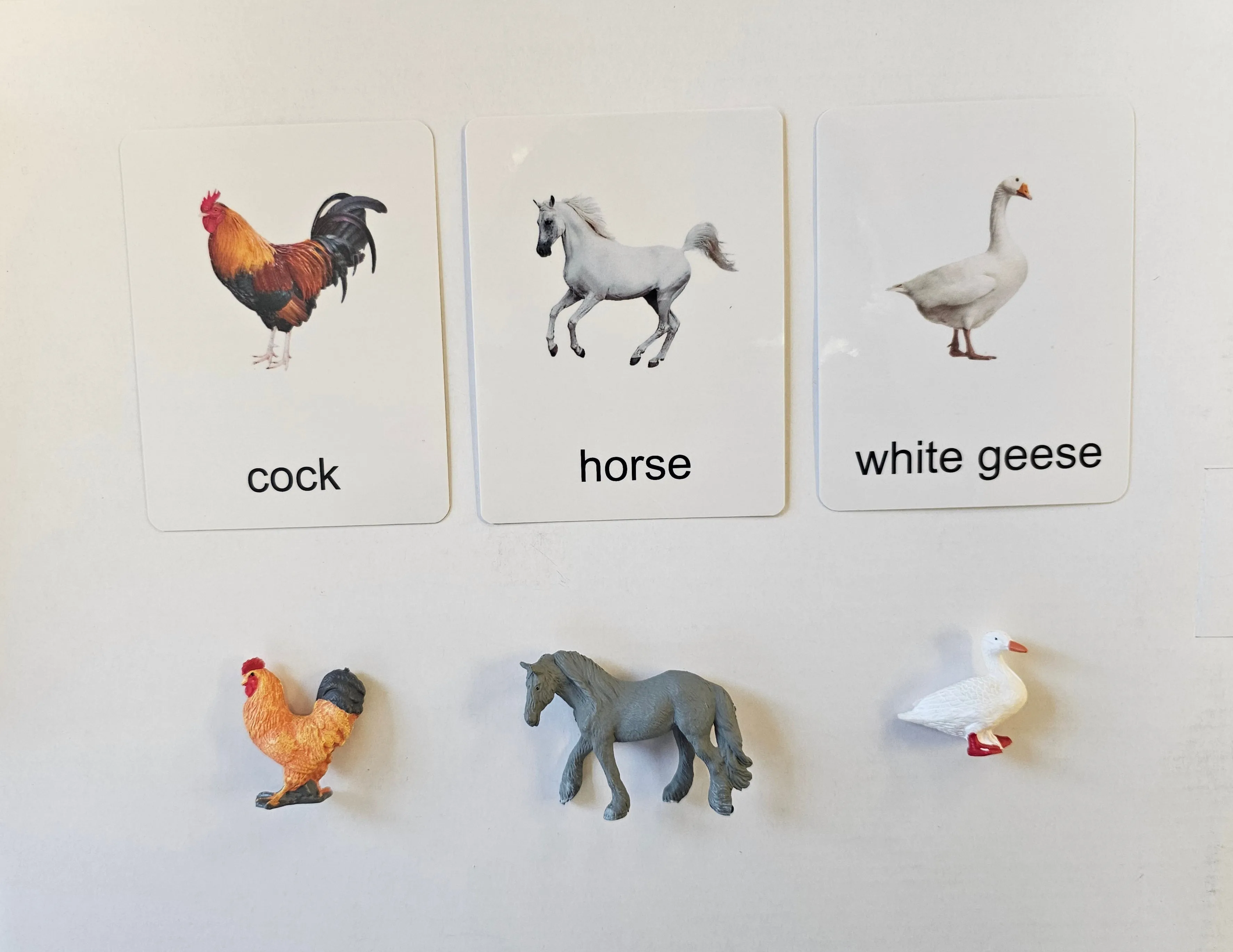 Poultry Animals with Cards
