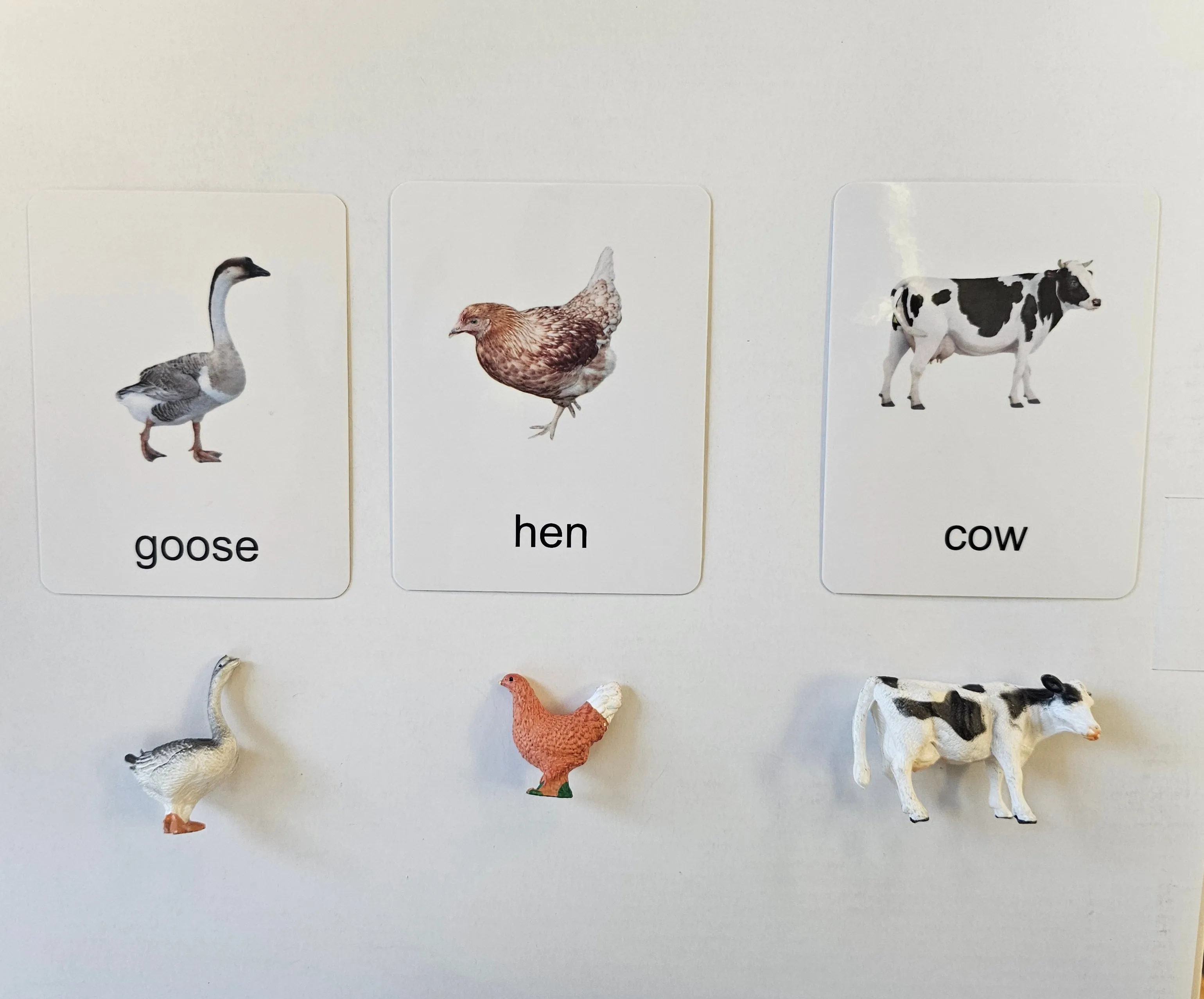 Poultry Animals with Cards