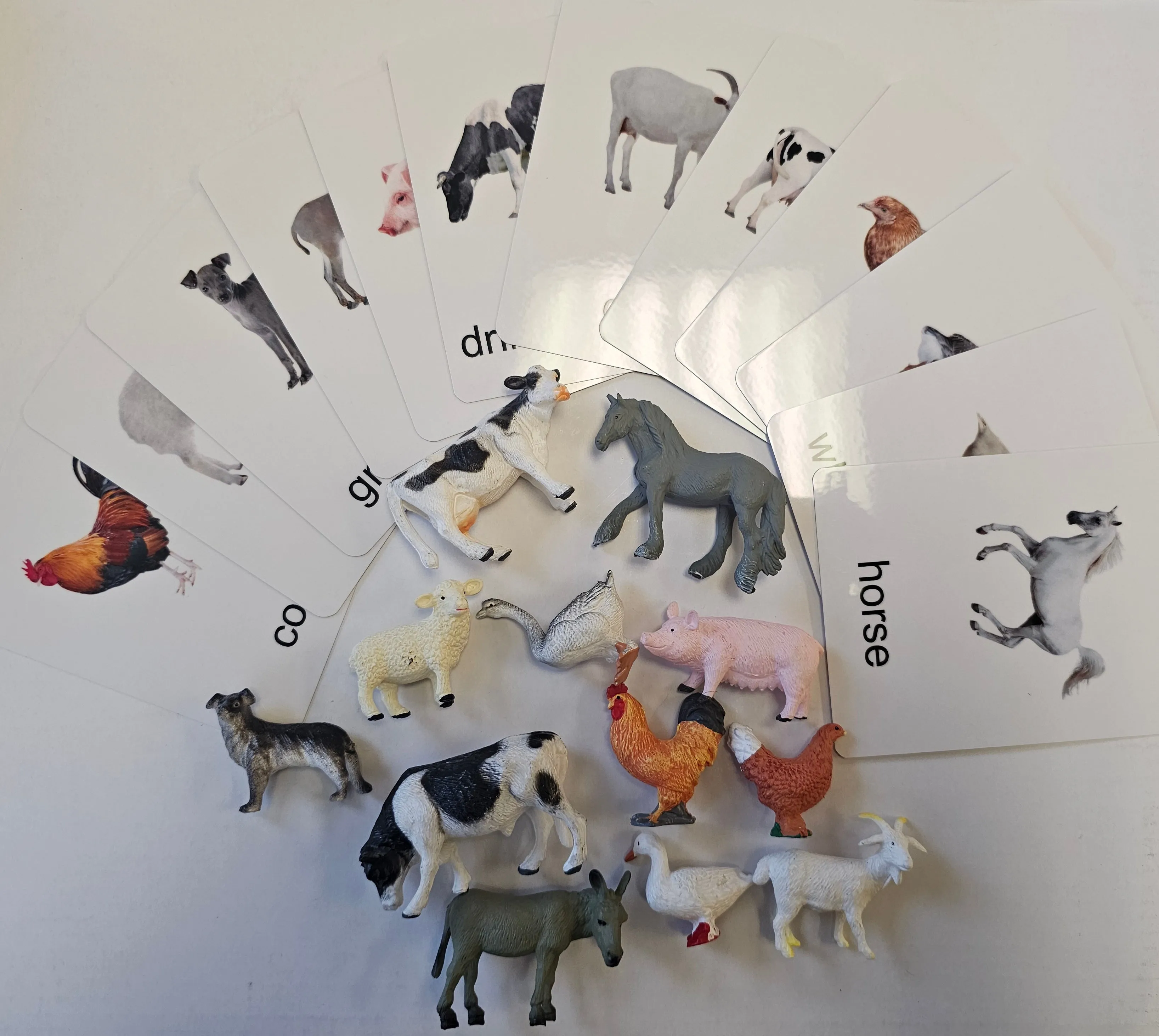 Poultry Animals with Cards