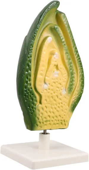 Representation of Plant Structures for Classroom Learning Plant Embryo Model for Biology Education Detailed Anatomy Teaching Aid for legume High School Science Labs Accurate 