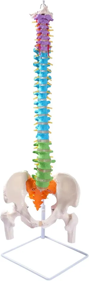 verdict longevity Education,Colored spine model 34.6'' Full Size Spine Model, Life Size Spinal Cord Model Flexible Anatomical Spine with Vertebrae,with Stand,for Science Study or Patient 